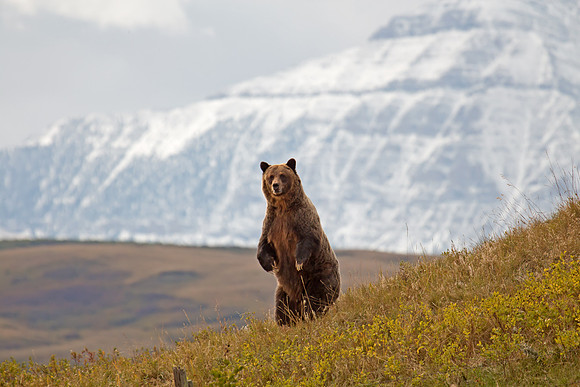 Grizzly bear