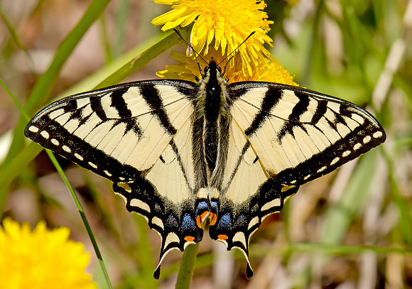 Canadian Tiger Swallowtail (Papilio canadensis)