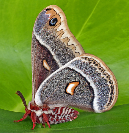 Glover's Silk Moth