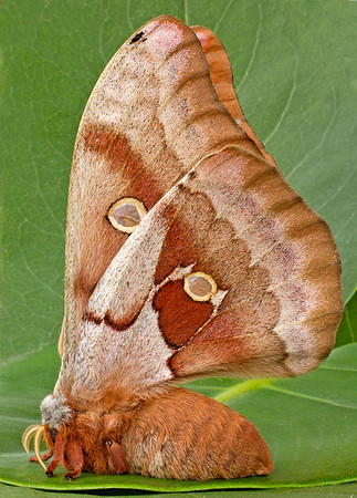 Polyphemus Moth (Antheraea polyphemus)