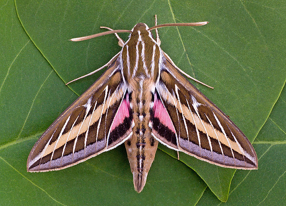 White-lined Sphinx (Hyles lineata)