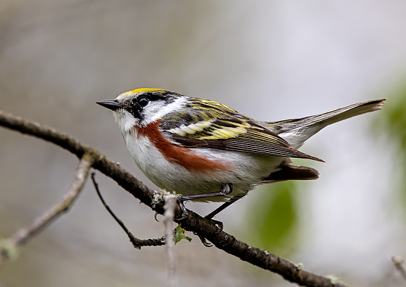 Chestnut-sided Warbler