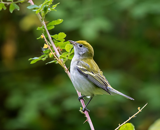 Chestnut-sided Warbler in fall plumage