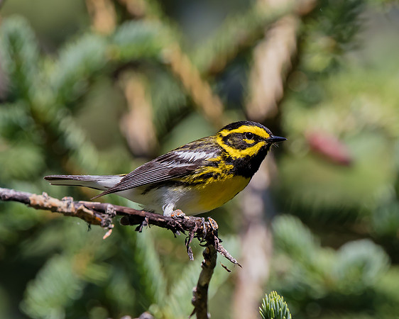 Townsend's warbler