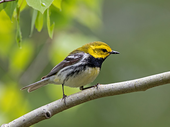 Black-throated Green Warbler