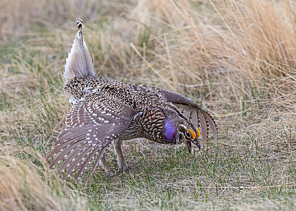 Sharp-tailed Grouse