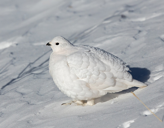 White-tailed Ptarmigan