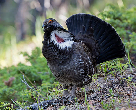 Dusky Grouse - male displaying