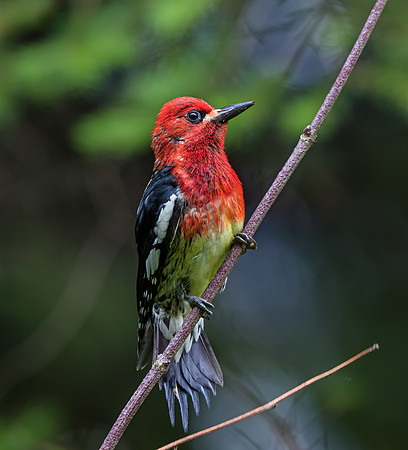 Red-breasted Sapsucker