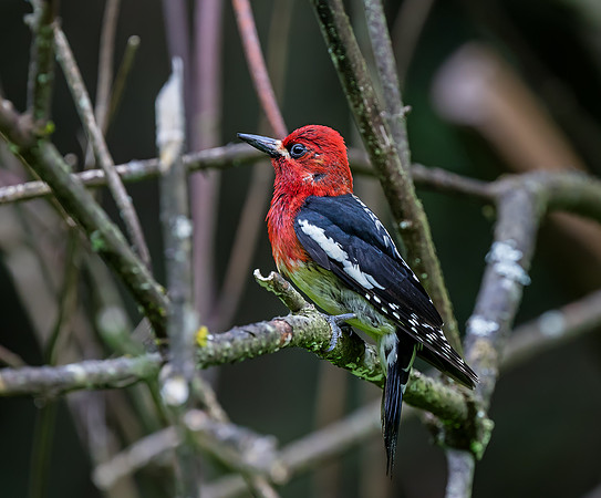 Red-breasted Sapsucker