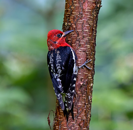 Red-breasted Sapsucker