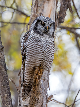 Northern Hawk Owl