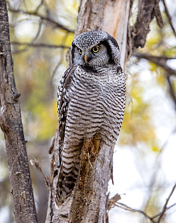 Northern Hawk Owl