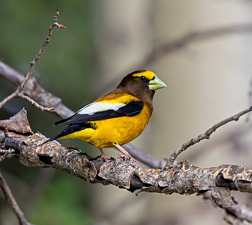 Evening Grosbeak