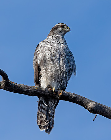 Northern Goshawk
