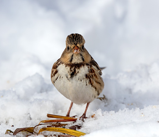 Harris's Sparrow in first winter plumage