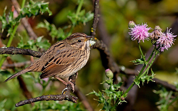 Lincoln's Sparrow