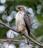 Broad-winged Hawk - juvenile