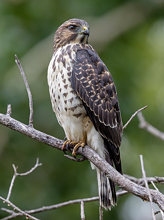Broad-winged Hawk - juvenile