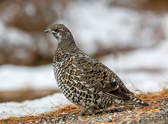 Spruce Grouse - female