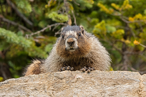 An inquisitive Hoary Marmot