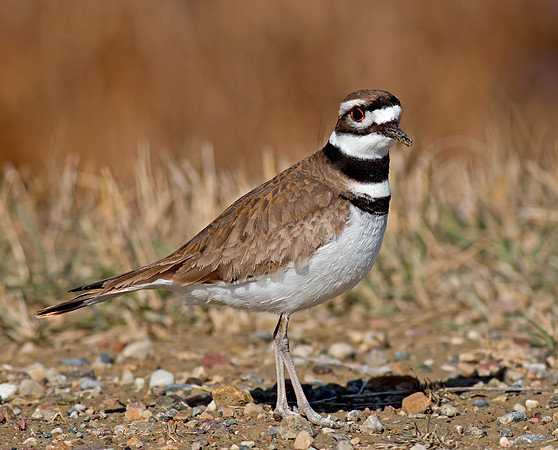 Killdeer
