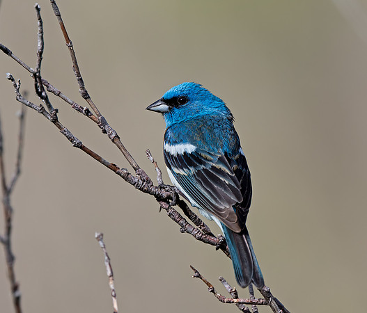 Lazuli Bunting