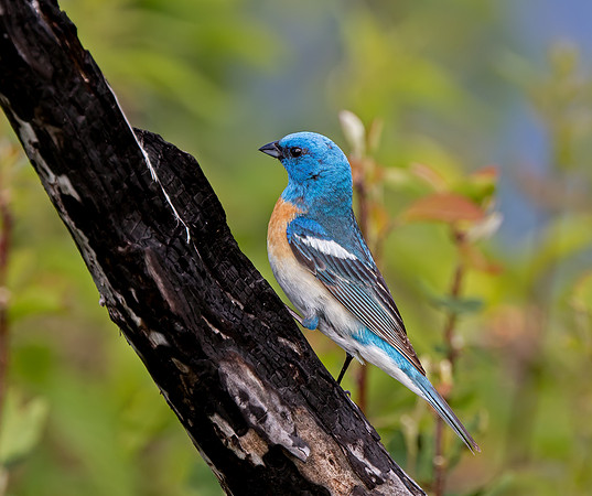 Lazuli Bunting