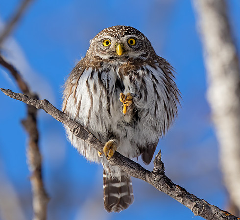 Northern Pygmy Owl