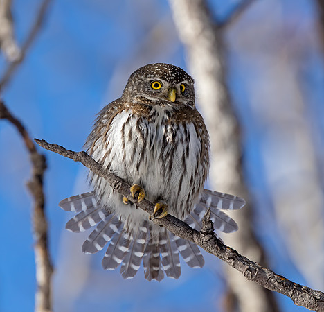 Northern Pygmy Owl fanning its tail feathers