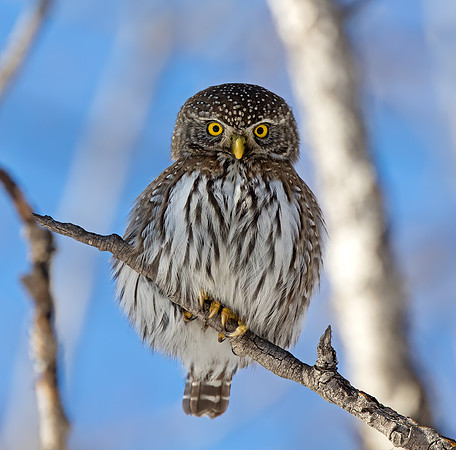 Portrait of a Northern Pygmy Owl