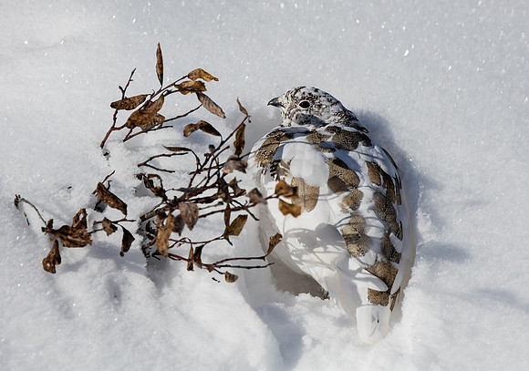 White-tailed Ptarmigan in transition plumage