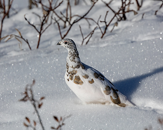 White-tailed Ptarmigan in transition plumage