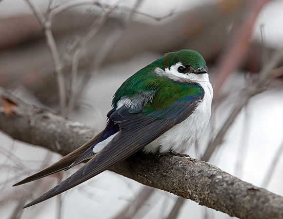 Violet-green Swallow