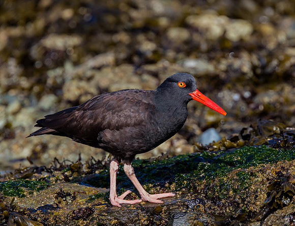 Black Oystercatcher on a rocky shoreline