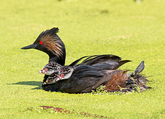 Eared Grebe and chicks