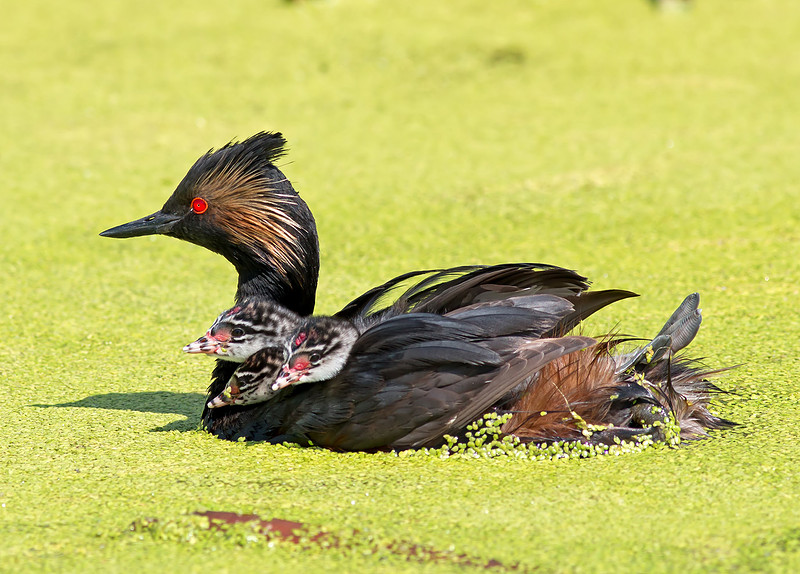 Eared Grebe and chicks