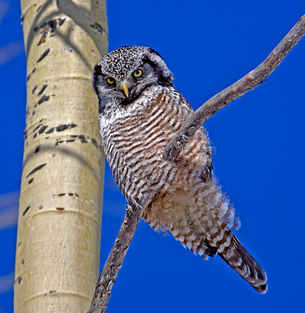 Northern Hawk Owl