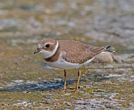 Semiplamated Plover
