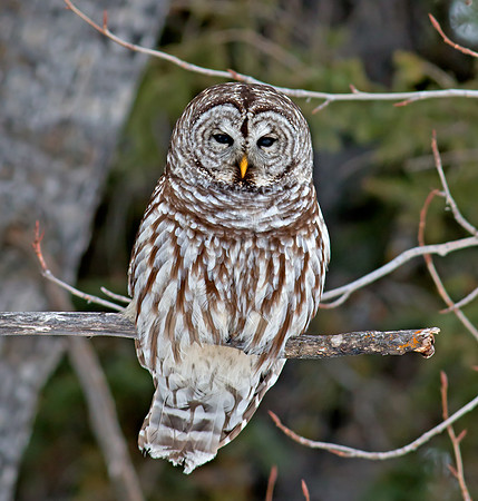 Barred Owl