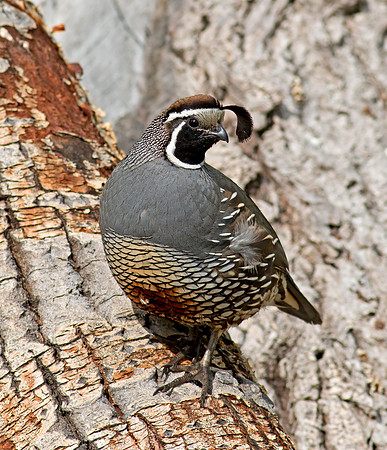 California Quail - male