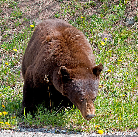 Cinnamon American Black Bear