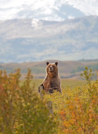 Grizzly bear