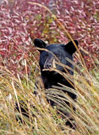 American Black Bear