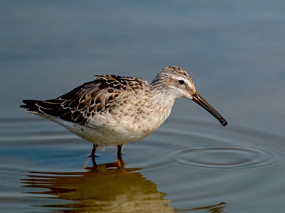 Stilt Sandpiper