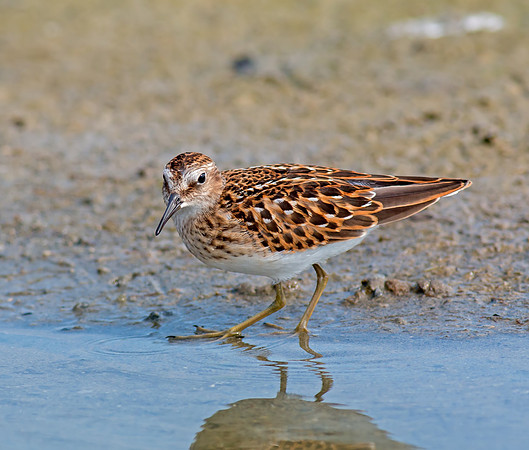 Least Sandpiper