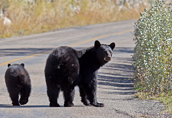 American Black Bear and Cub