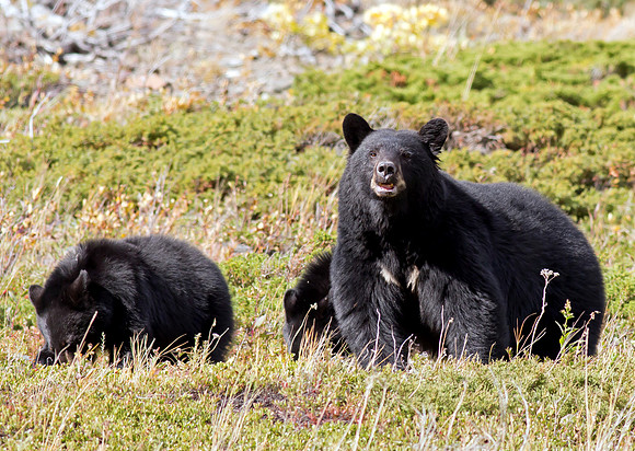 American Black Bear