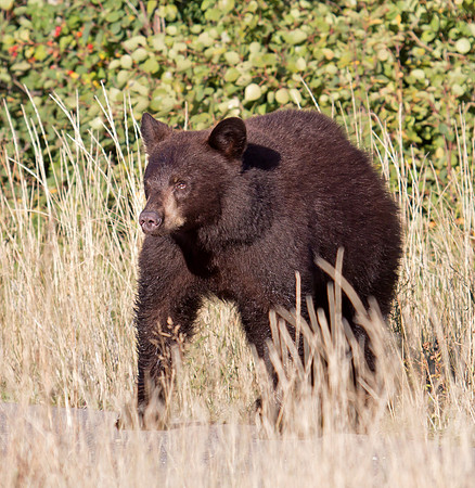 American Black Bear