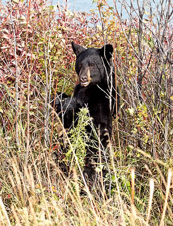 American Black Bear